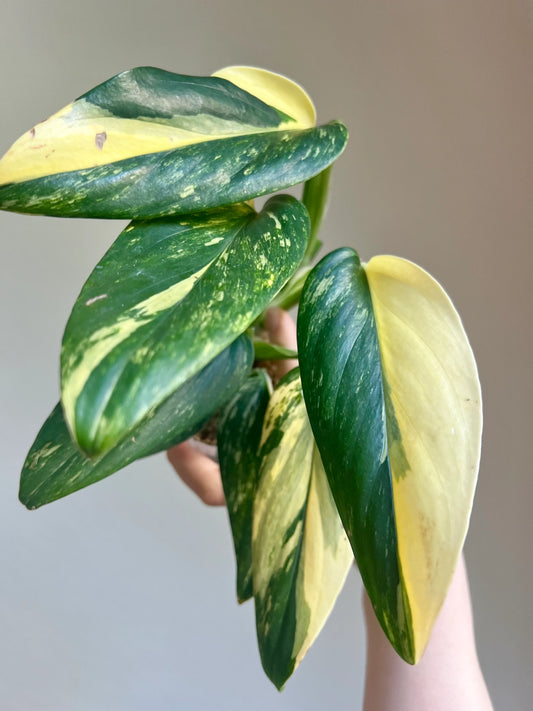 Monstera Standleyana Variegated Plant Growers Choice