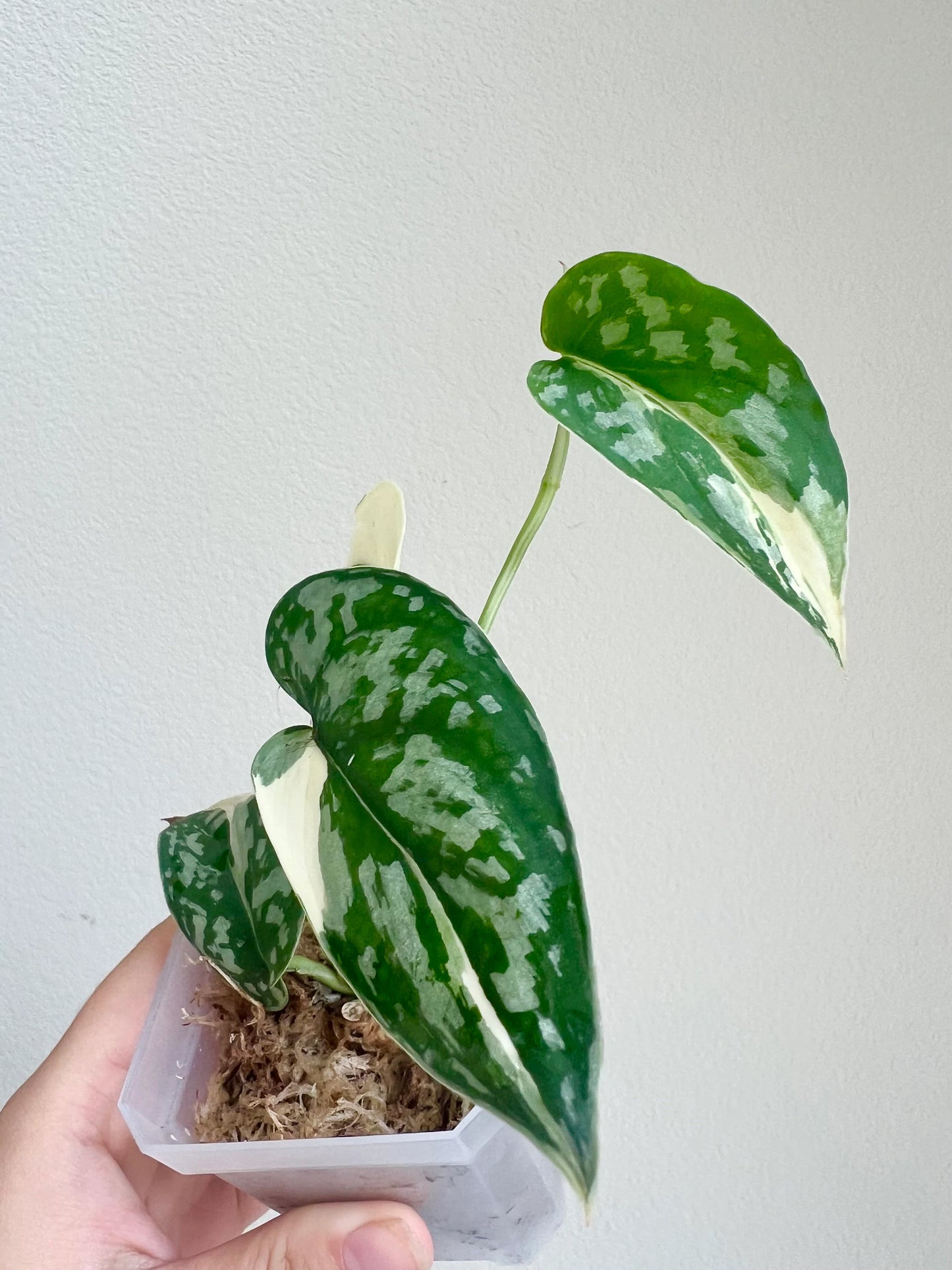 Scindapsus Mayari Variegated Plant - Growers choice
