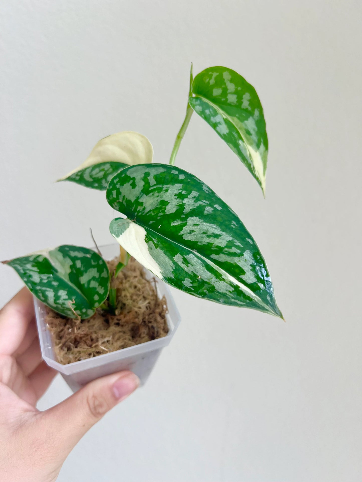 Scindapsus Mayari Variegated Plant - Growers choice