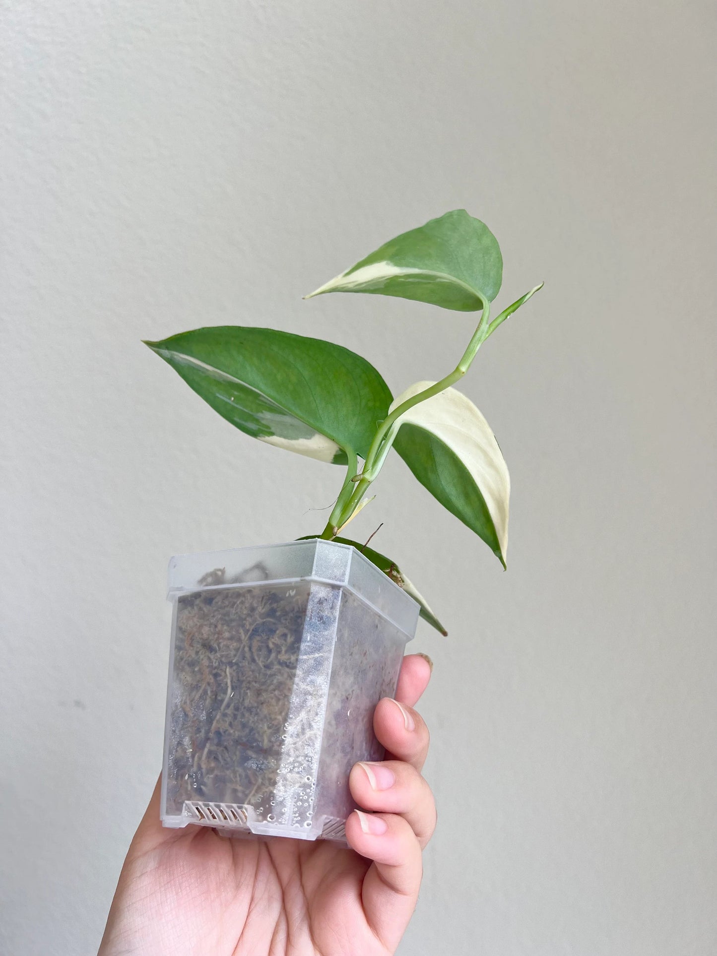 Scindapsus Mayari Variegated Plant - Growers choice