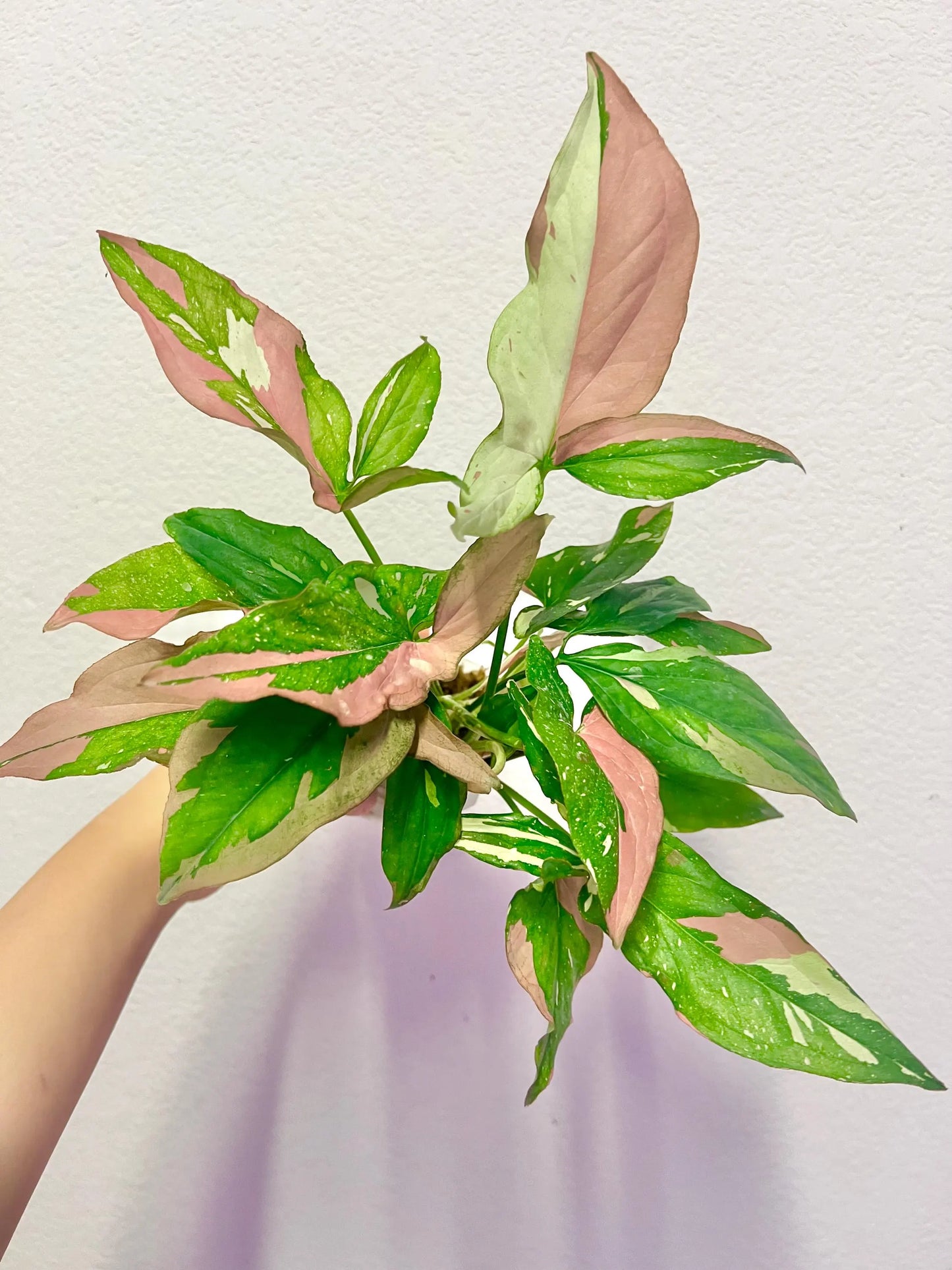 Syngonium Tricolor variegated plant