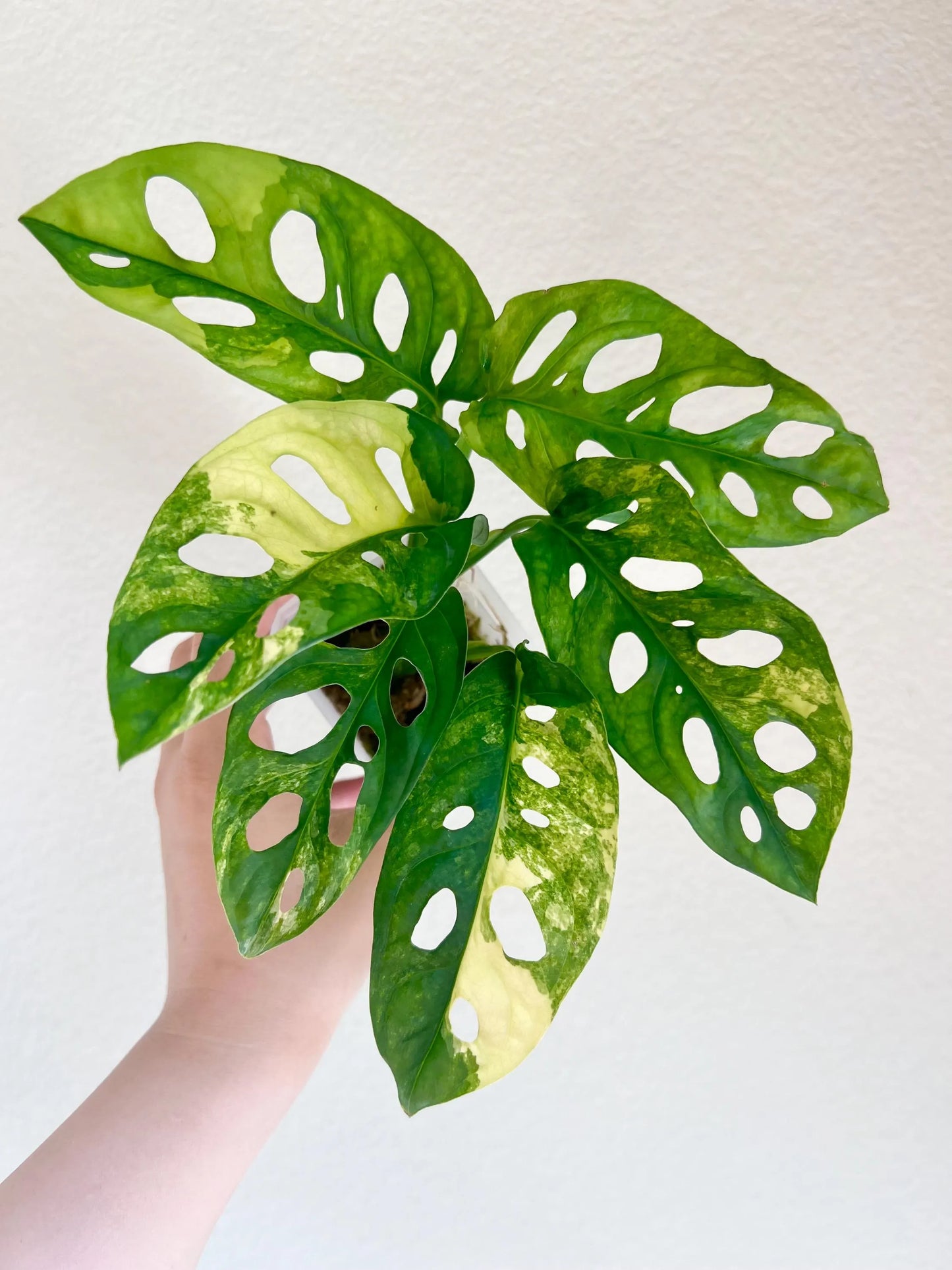 Monstera Adansonii aurea variegated plant - Growers choice