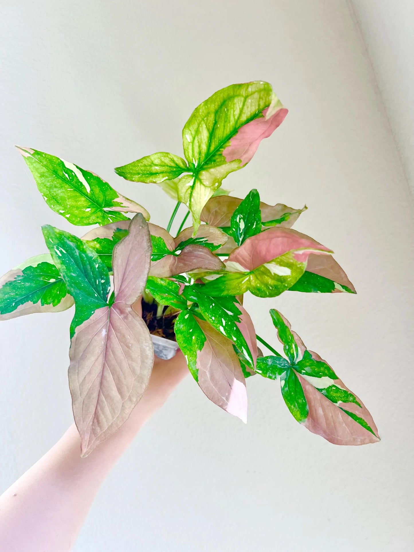 Syngonium Tricolor variegated plant