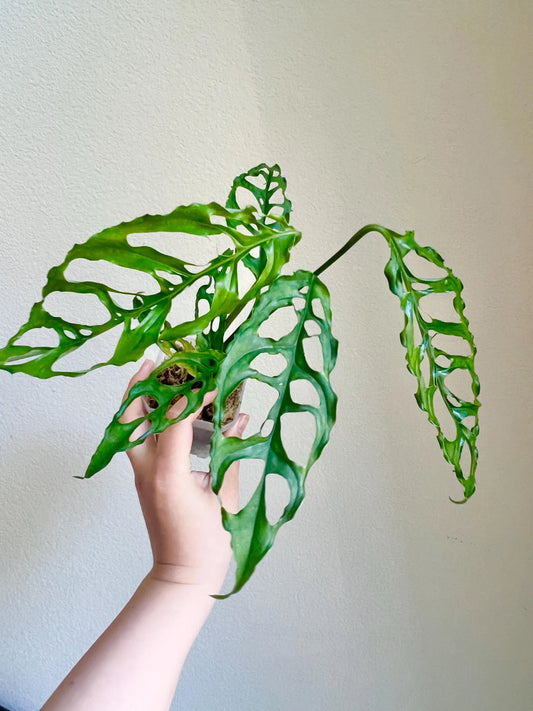 Monstera Obliqua Perù Plant - Growers Choice