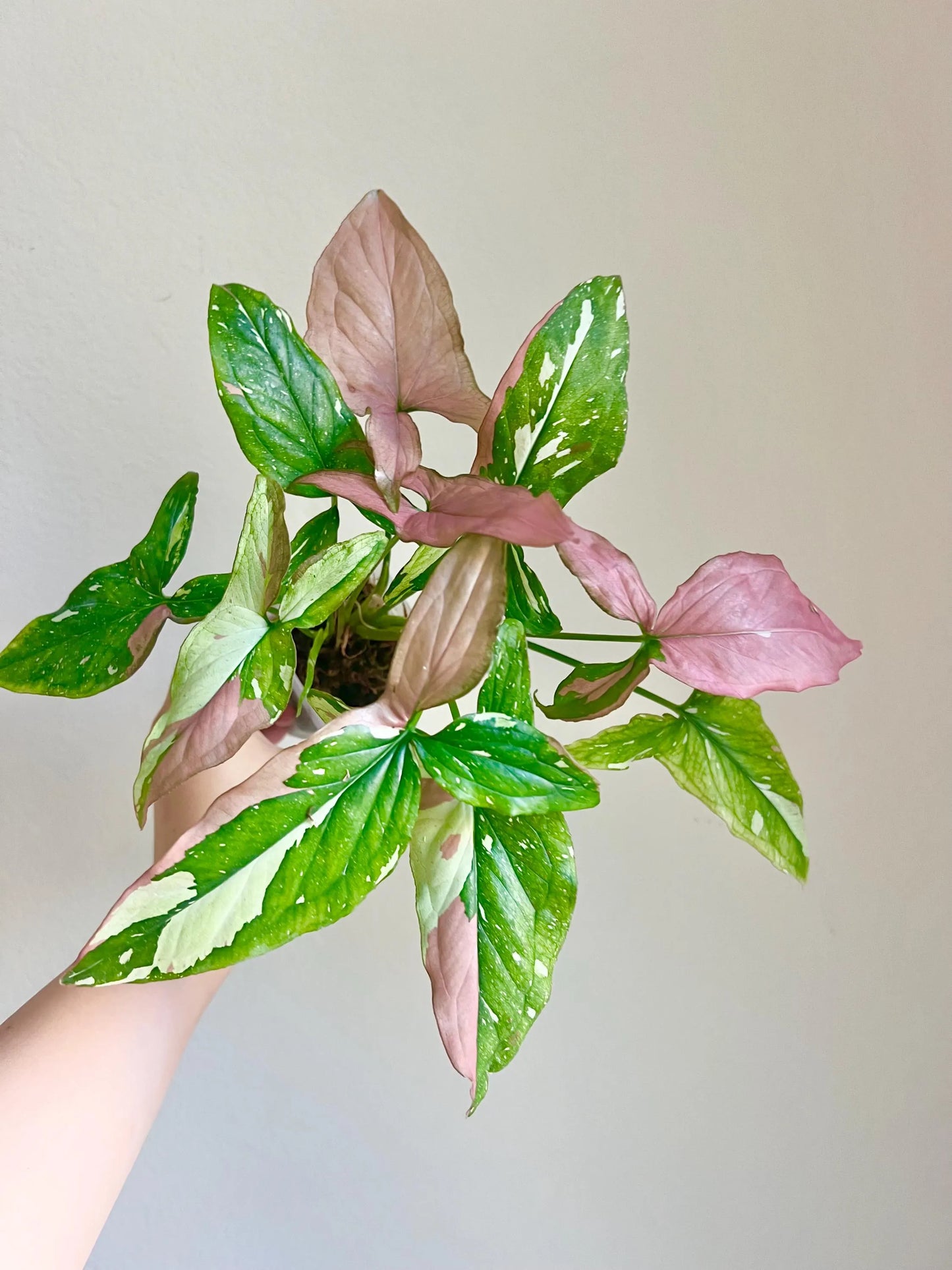 Syngonium Tricolor variegated plant