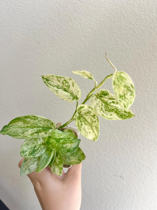 Scindapsus Jade Satin Mint Variegated Plant - Growers choice