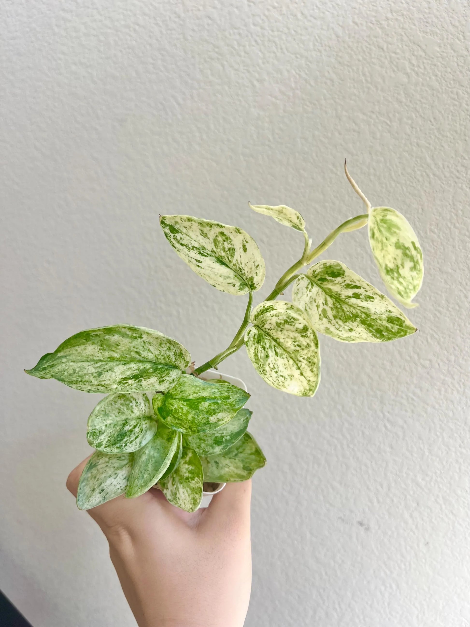 Scindapsus Jade Satin Mint Variegated Plant - Growers choice Scindapsus Jade Satin Mint Variegated Plant - Growers choice