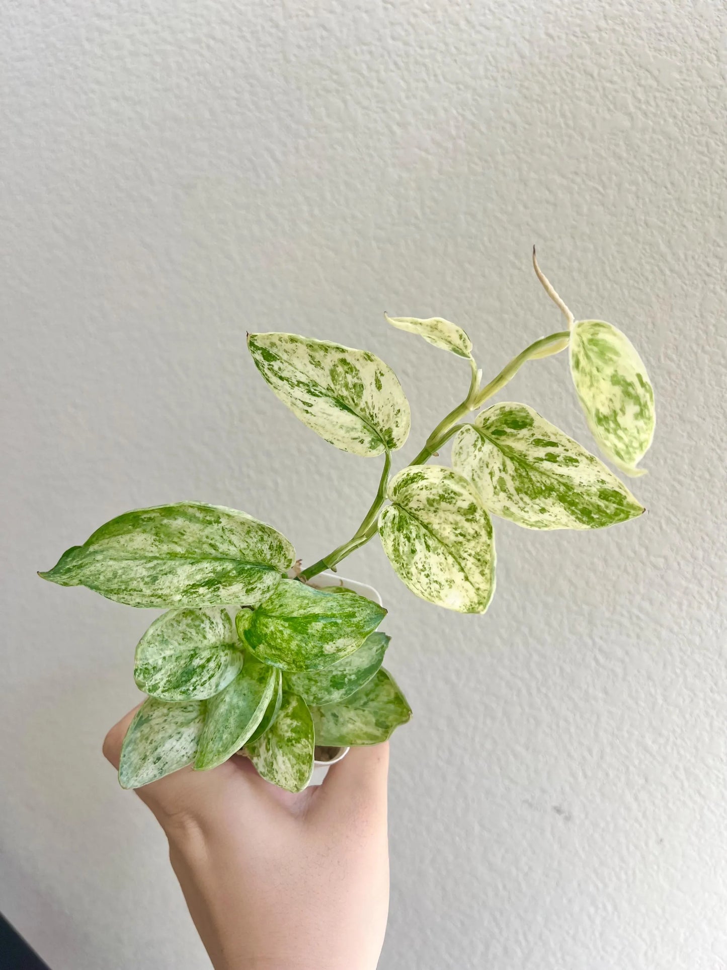 Scindapsus Jade Satin Mint Variegated Plant - Growers choice