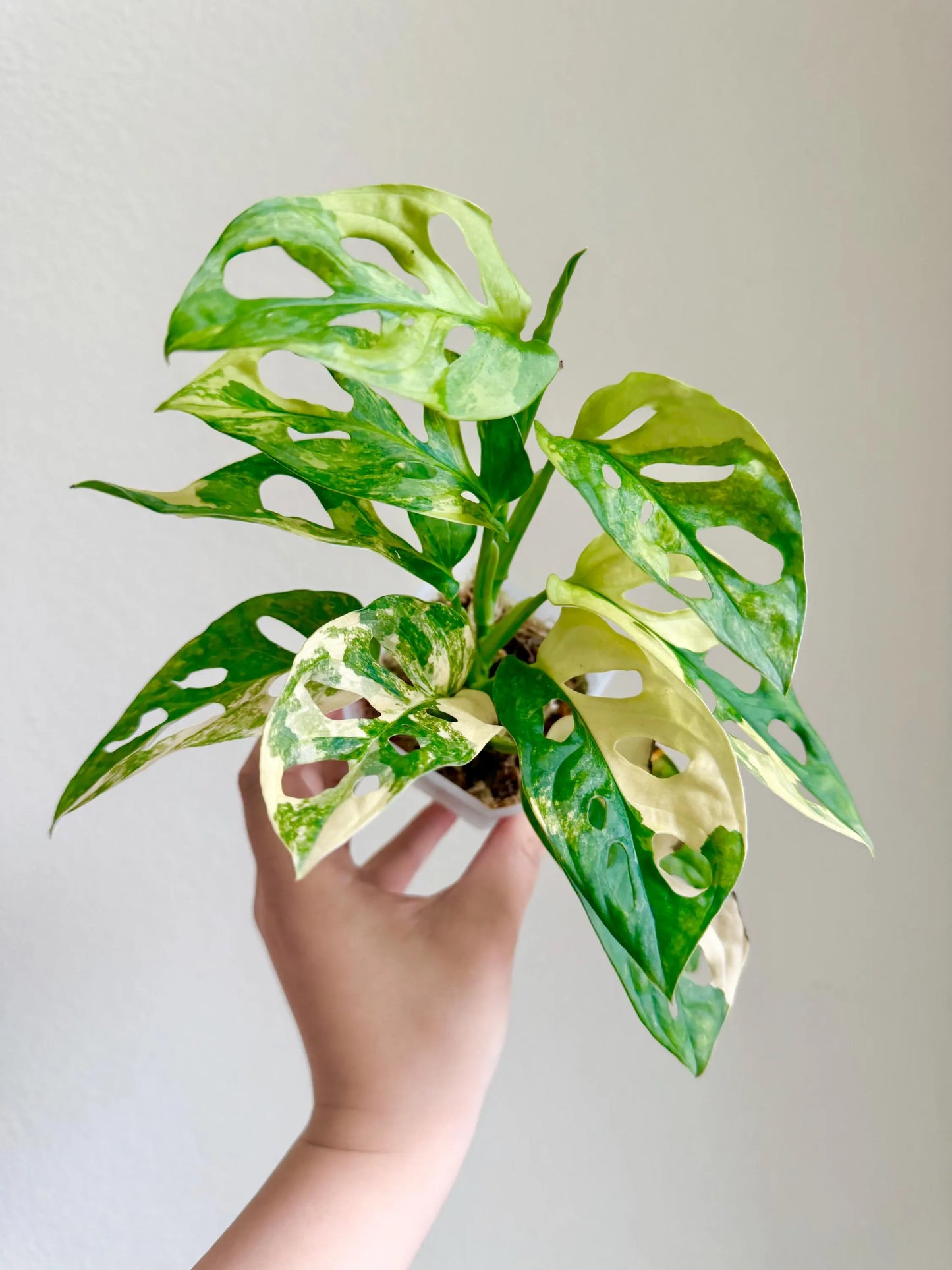 Monstera Adansonii aurea variegated plant - Growers choice