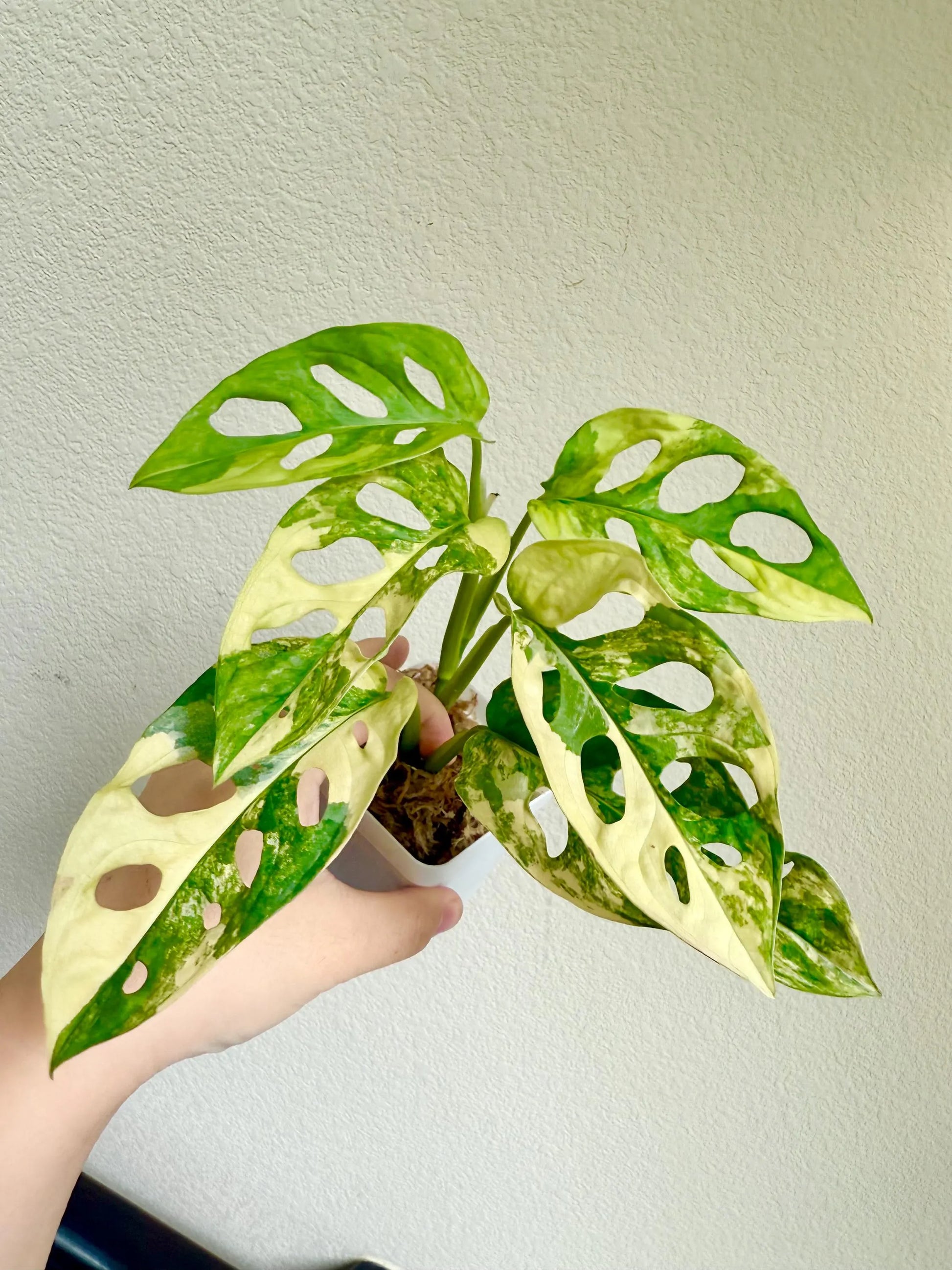 monstera adansonii variegated aurea Monstera Adansonii aurea variegated plant