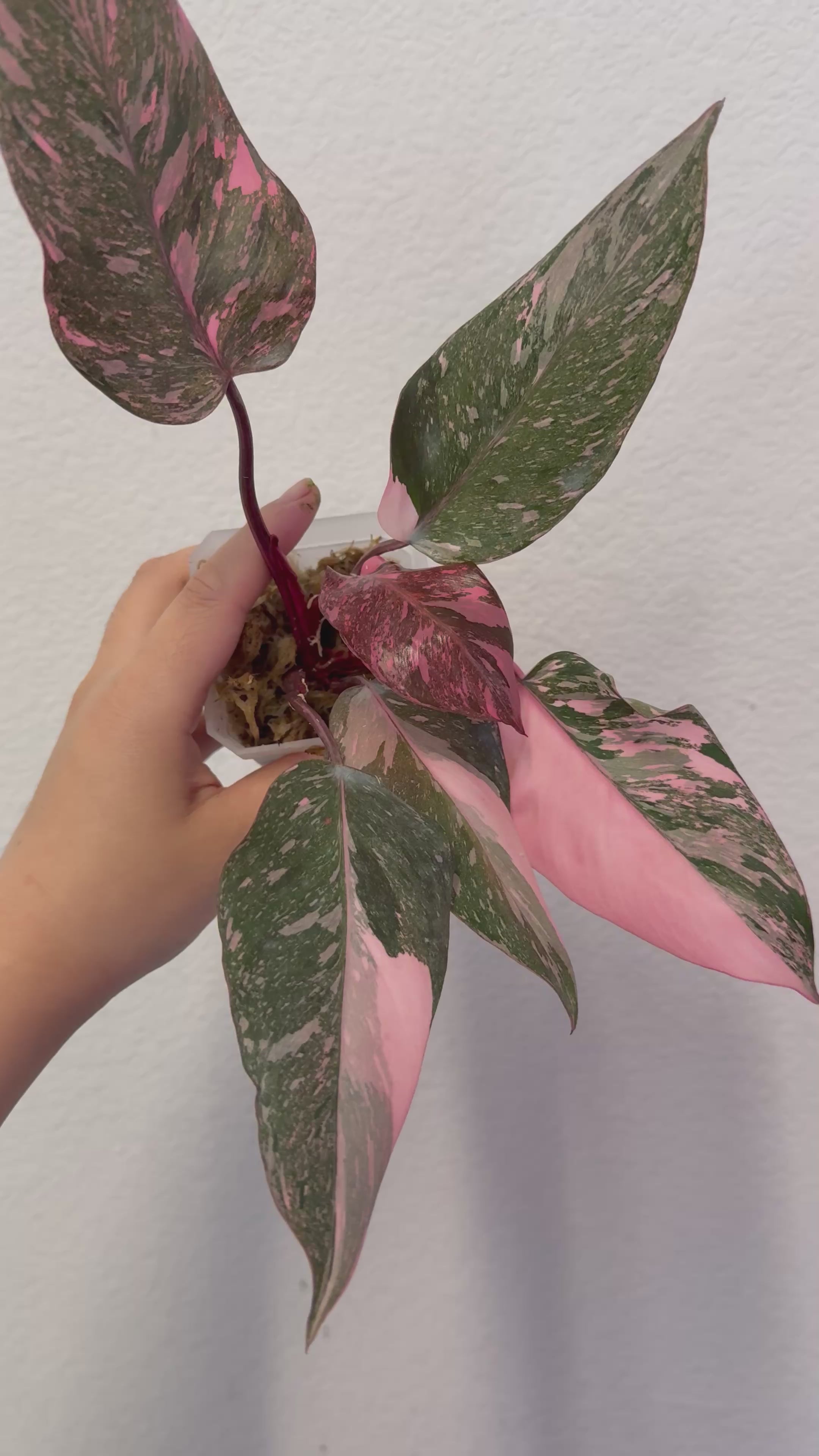 Philodendron Pink Princess Marble Galaxy Plant - Growers Choice